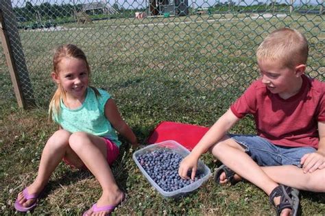 blueberries are ripe for the picking at paulus orchards