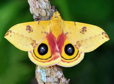 moth species  beautiful  butterflies