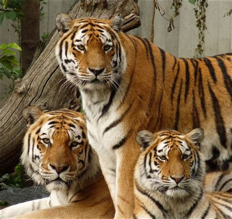tiger images  pinterest big cats tiger tiger  wild animals