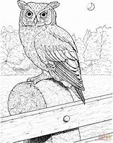 Uhu Ausmalbild Horned Eulen Owls Supercoloring Ausdrucken Kolorowanki Eared Kinderbilder Getdrawings Malvorlagen Amazing Bestimmt Designlooter sketch template