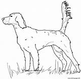 Setter Coloring Pages English Irish Dog Drawing Printable Mastiff Dogs Print Paper Book Comments sketch template