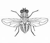 Housefly Fliege Umriss Domestica Musca Gemeine Schwarzer Obere Vektorbild Illustrationen Vektoren sketch template