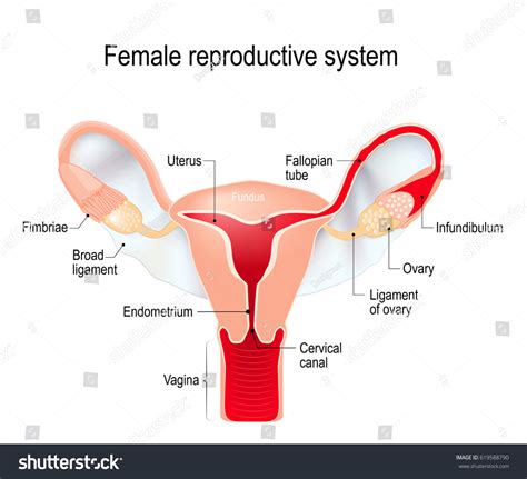 Female Reproductive System Internal Sex Organs Stock
