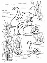 Coloring Swan Spent Aquatic Known sketch template