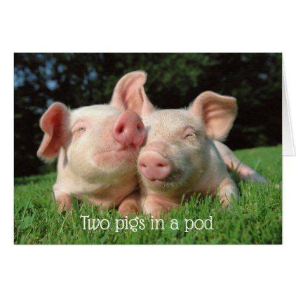 adorable pigs happy birthday greeting card zazzlecom cute pigs