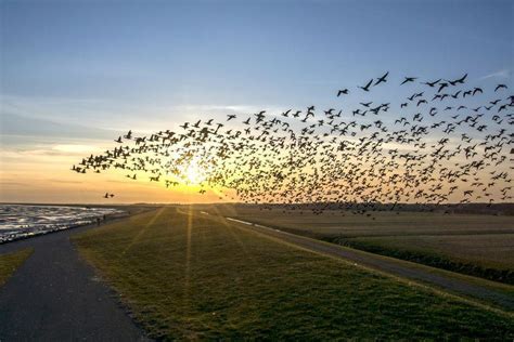 migrating birds use a magnetic map to travel long distances the independent