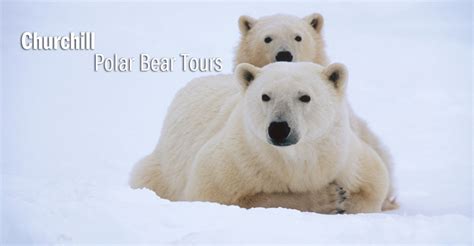 polar bear tours and trips churchill polar bears