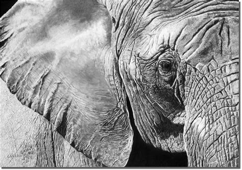 pencil drawing elephant pictures pencildrawing