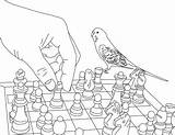 Chess Parakeet Coloringsun Utilising Getcolorings Otherwise sketch template