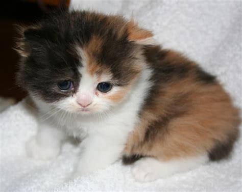 calico kittens  adorable dont  agree