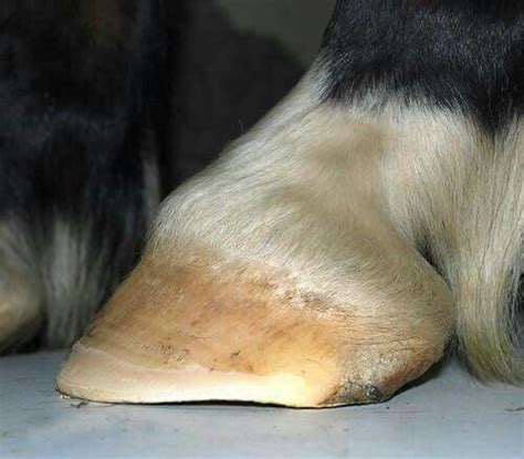 hind foot barefoot horses fish dogs pisces pet dogs doggies horse