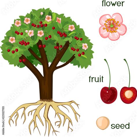 Parts Of Plant Morphology Of Cherry Tree With Fruits Flowers Green