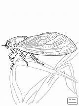 Cicada Coloring Pages Drawing Line Printable Animals Getdrawings Kids Color Supercoloring sketch template