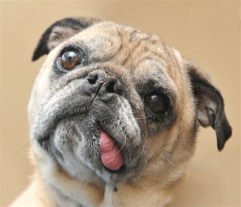pictures  dogs making funny faces popsugar pets photo