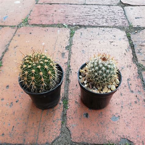Cactus De Diferentes Variedades P5 Facacity