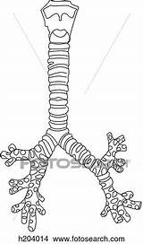 Trachea Bronchi Larynx Drawing Fotosearch Illustration Stock Illustrations sketch template