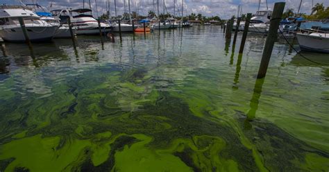florida toxic algae local experts  everglades restoration  key