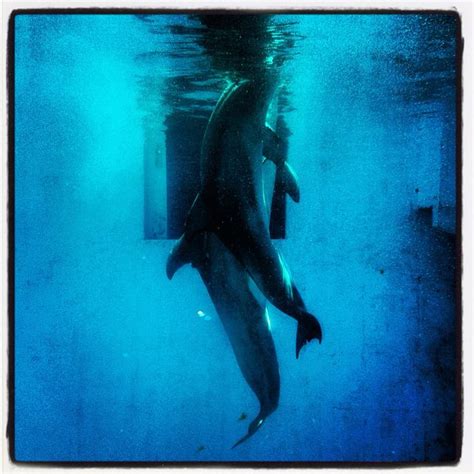 panama  hope atclearwatermarineaquarium  clearwater fl dolphin
