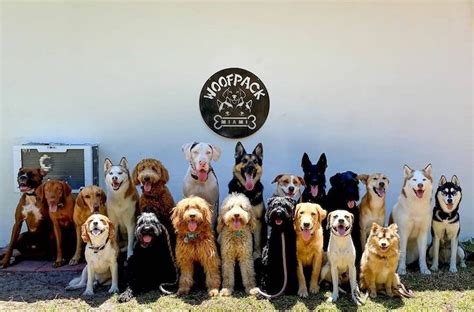 perfect group dog   dog lover  admire