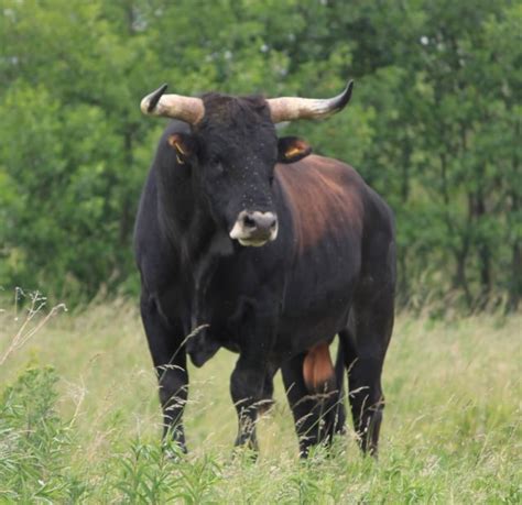 aurochs   large ecologically important wild bovid
