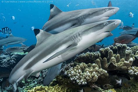shark dive   world reef sharks prefer bite size meals