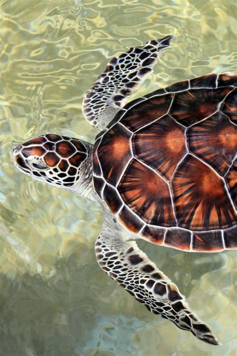 sea turtles of edisto beach sc protect their habitat and keep our beaches clean animaux