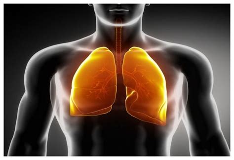 scientists create functional lung cells  human stem cells science technology sottnet