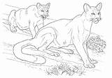 Cougar Realistic sketch template