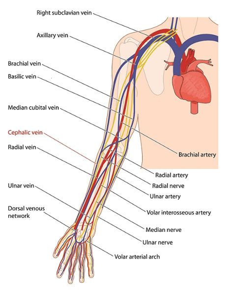 cephalic vein  definitive guide biology dictionary