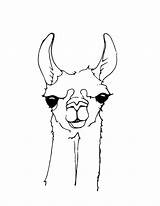Face Alpaca Llamas Cliparts Kolorowanki Alpakas Coloringtop Dla Mammals Wydruku Zeichnung sketch template