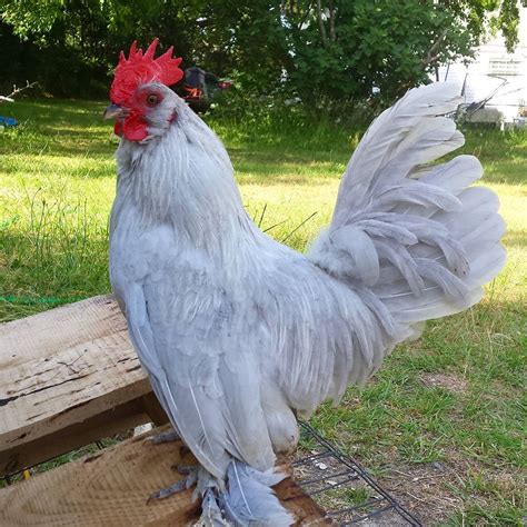 booted bantam buckbeak backyard chickens learn   raise chickens