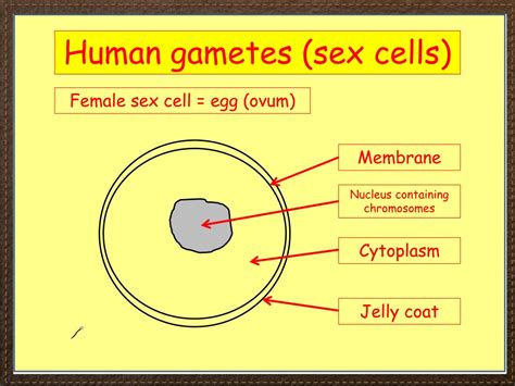 Ppt Igcse Biology Section 3 Lesson 2 Powerpoint Presentation Free
