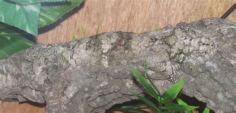 master  camouflage mossy leaf tailed gecko