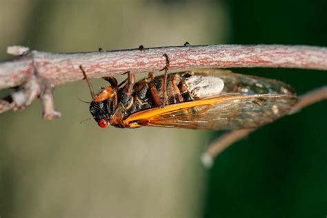 parasite fungus sends insects on sex spree by loading them up on drugs