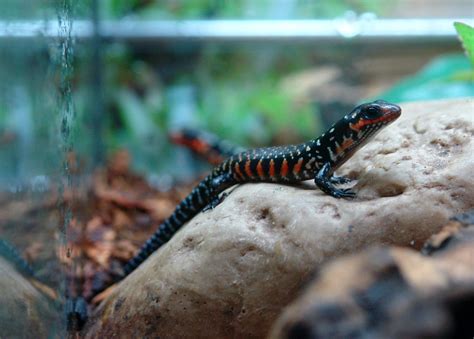 captive bred baby fire skinks reptilien echse