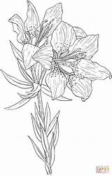 Lily Coloring Pages Flowers Flower Book Wild Dover American Lilium Store Drawing Red Adult Printable Color Doverpublications Colorear Samples Colouring sketch template