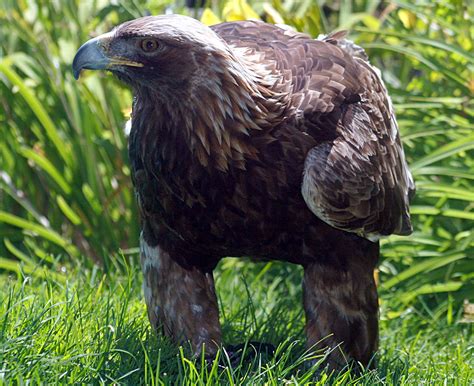 filegolden eagle img jpg wikipedia   encyclopedia