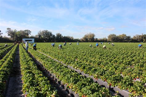 florida strawberry fields    wusf news