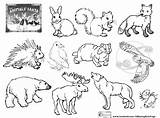 Pages Coloring Planet Animal Enchanted Forest Getdrawings Printable Getcolorings sketch template