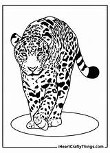 Leopards Leopard Iheartcraftythings Oldest Reached sketch template
