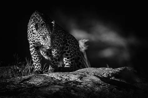 renata ewald wildlife photographer kruger kgalagadi south africa