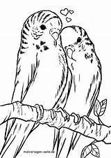 Wellensittiche Vogel Budgie Colouring Wellensittich Malvorlage Kostenlose Tolle sketch template