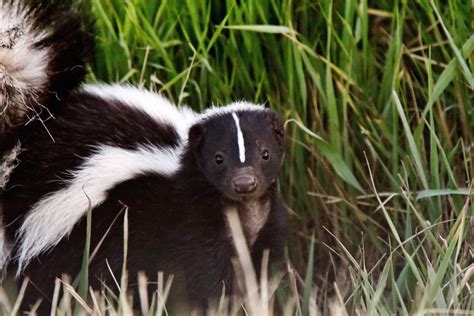 skunk mating season  kentucky    smell