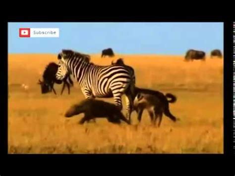 zebra  hyenas hd youtube