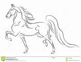 Horse Saddlebred Sketch Running American Coloring Pages Rearing Drawing Horses Dreamstime Stock Drawings Sketches Royalty Vector Beautiful Clip Logo Silhouette sketch template