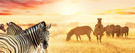 the plains of africa kenya wildlife safari travel tours marriott