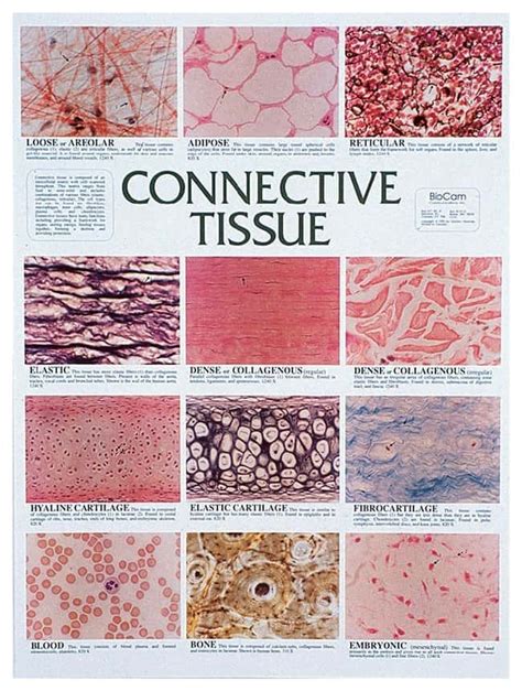Connective Tissue Chart Full Color 12 Detailed Micrographs 44 45 X 59
