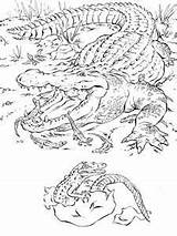 Swamp Coloring Pages Louisiana Getcolorings Color sketch template