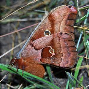 polyphemus silk moth antheraea polyphemus bugguide