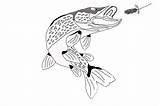 Pike Northern Fish Drawing Musky Getdrawings Tackle sketch template